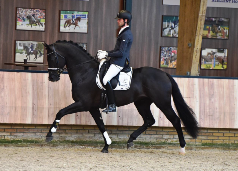 Dutchshowhorses Uw paard verkopen?